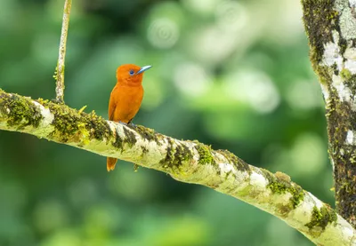 Природа и животные - Рыжая Собака знаменитое животное 1, NATURE_3309 | 3D  модель для ЧПУ станка