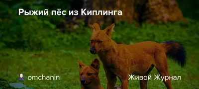 Рыжий волк: Самый редкий представитель псовых. Чем он так кардинально  отличается от своего серого собрата? | Пикабу