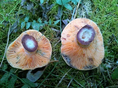 Рыжик полукрасный (Lactarius semisanguifluus) фото и описание