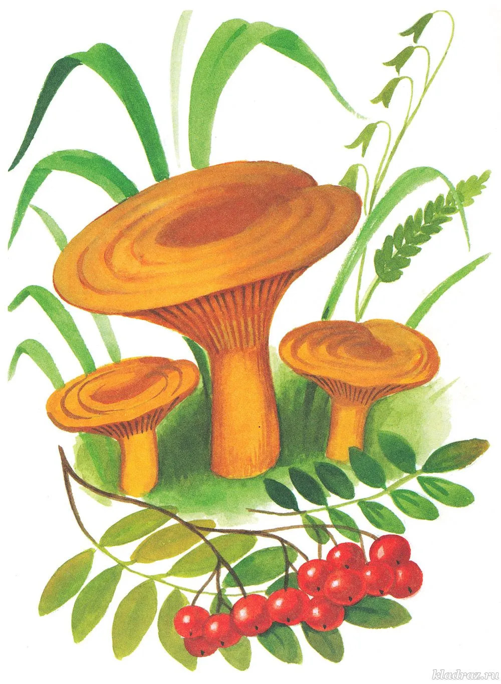 Спорообразование гриб Рыжик