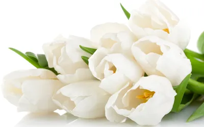 Белые розы на 8 марта обои для рабочего стола, картинки Белые розы на 8  марта, фотографии Белые розы на 8 марта, фото Белые розы на 8 марта скачать  бесплатно | FreeOboi.Ru