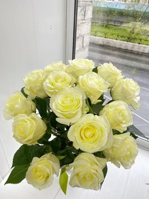 9 белых роз – купить с бесплатной доставкой в Москве по низкой цене