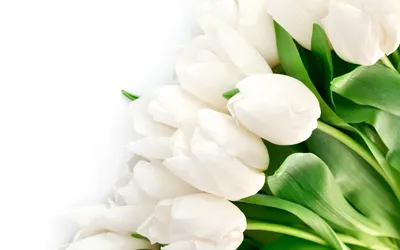 Купить Белые тюльпаны с доставкой в Омске - магазин цветов Трава