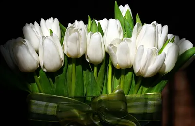 Букет из 25 белых тюльпанов | купить недорого | доставка по Москве и области