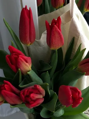 Мужчина, сдающий в аренду цветы к 8 Марта: Заказы идут даже от звёзд  Инстаграма