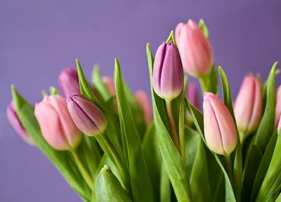 Скачать обои тюльпаны, 8 марта, tulips, поздравление, spring, женский день,  раздел праздники в разрешении 1920x1080
