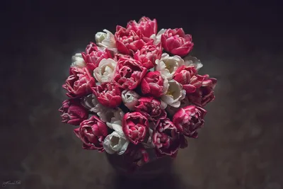 Дарите девушкам цветы... посвящается дню 8 марта (Марина  -Аквамарин-Питерская) / Стихи.ру