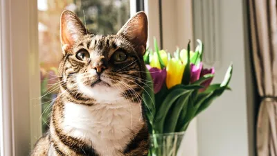 Открытки с кошками к 8 марта (нейросеть Midjourney) | Пикабу | Дзен