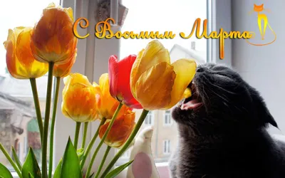 Доска разделочная большая «8 марта. Кошка», 19,5x27,5 см - купить в Москве,  цены на Мегамаркет
