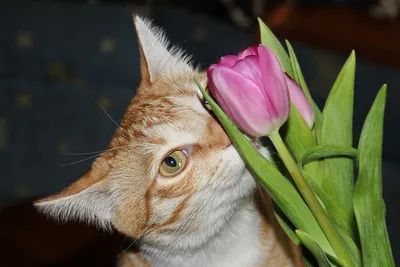 В России 1 марта отмечается День кошек - Новости Мурманска и области - ГТРК  «Мурман»
