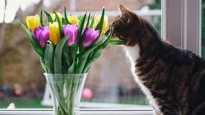 Cat and tulip