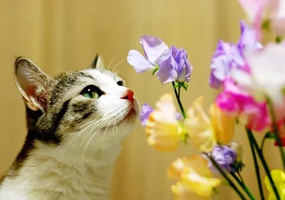 Чем опасно 8 марта для кошек. Найдена главная опасность | Питомцы Mail.ru |  Дзен