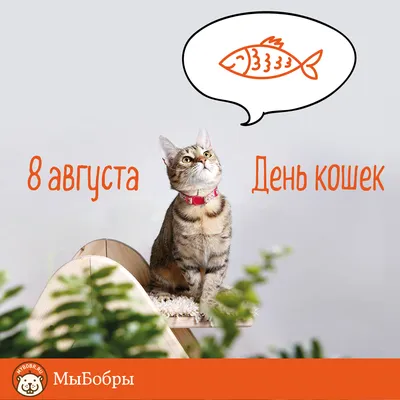 Маркиз на 8 марта - Мои котики - Галерея - Форум \"Прекрасные кошки\"