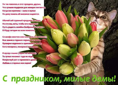 ЗооМаркет «Лапки» в Калининграде - 8 августа- всемирный день кошек🐱 ⠀  🐈Однако в России этот день отмечается 1 марта. Но на международном уровне  данный праздник появился в 2002 году и отмечается 8