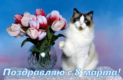 Заказать \"С Днем Рождения от меня и моей кошки...\" | Цветули - уникальный  сервис по доставке цветов без накруток и посредников в городе Минусинск