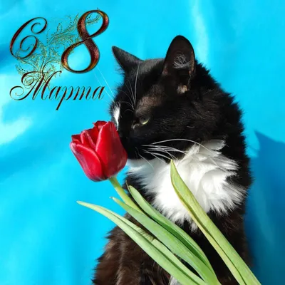 Поздравления с Международным женским днём - Живые открытки с котятами для 8  марта 2024 года - Страница 1