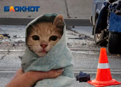 Кошка с котенком Aurora (30768A) купить по цене 2599 ₽ в интернет-магазине  Детский мир
