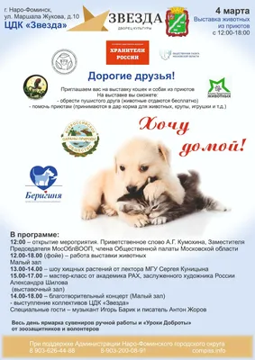 В России 1 марта отмечается День кошек - Новости Мурманска и области - ГТРК  «Мурман»