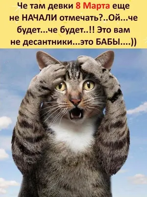 В Казахстане изменят закон об ответственном обращении с животными -  Аналитический интернет-журнал Власть