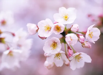 Цветы вишни на 8 марта - обои для рабочего стола, картинки, фото