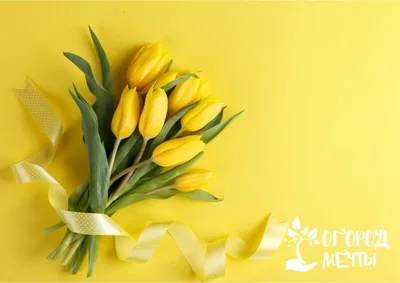 Открытка: Поздравляю с 8 марта! Желтые нарциссы в ведёрке. | Нарциссы,  Цветы на рождение, Праздничные открытки
