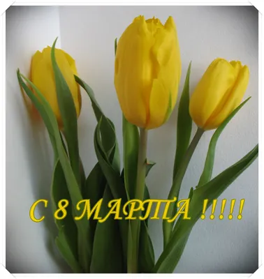 Тюльпаны желтые на 8 марта — купить в Екатеринбурге