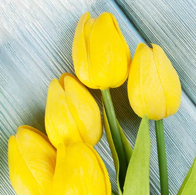 Блог \"Разноцветный мир\": 8 марта, или День тюльпанов