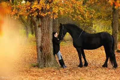С лошадью осенью фото
