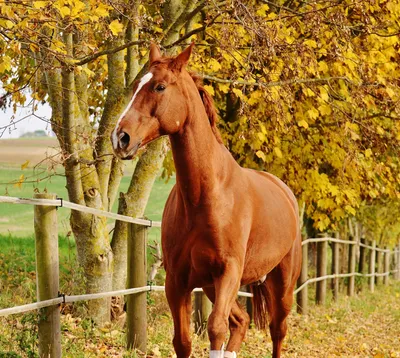 лошадь в лесу осенью, картинка першерона фон картинки и Фото для бесплатной  загрузки