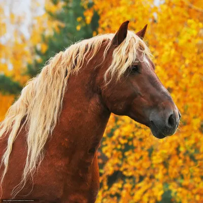 Фотосессия с лошадьми образы осенью (81 фото)