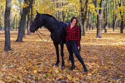 Купить картину Лошадь - осень в Москве от художника Давлетшина Лилия