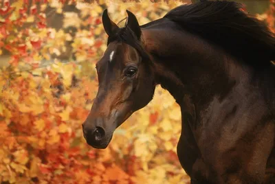 Осенняя фотосессия с лошадью в …» — создано в Шедевруме