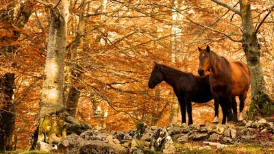 Фотосессии с лошадьми в Днепре | Dnipro