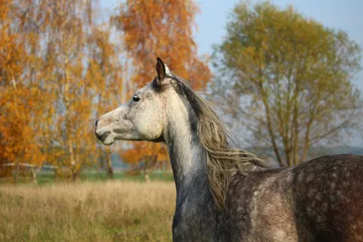 Фотосессия с лошадьми | Love story | Лавстори | Съемка | Съемка пар |  Фотосессия | Осенняя фотосессия | Идеи для фотосессии