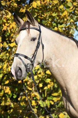 Осенняя фотосессия с лошадью - 2 идеи на Barb.ua
