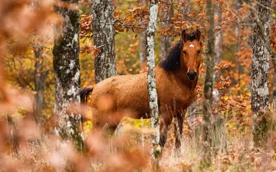 Конь или лошадь красивый белый стоит в поле летом или осенью. Stock Photo |  Adobe Stock