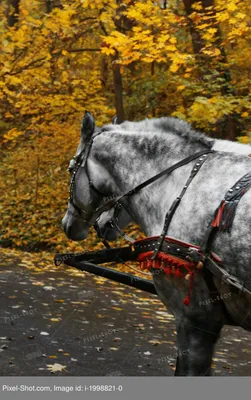 Как разнообразить работу с лошадью зимой и осенью | Виталий Солобай | Дзен