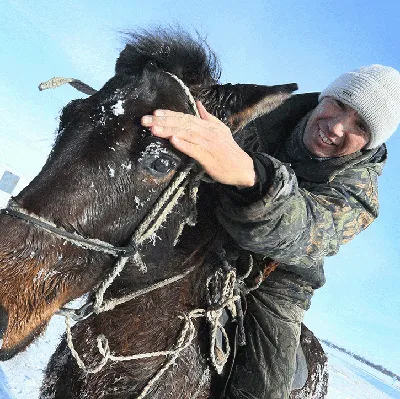 Фотография Лошади два Зима снега Животные