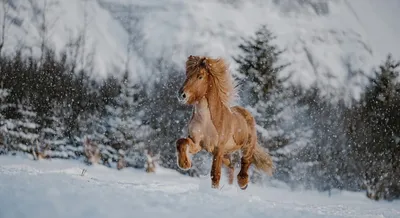 Фотосессии с лошадьми, зимние фотосессии, образы