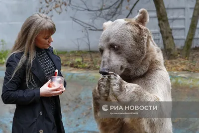 Фотофакты. Самый знаменитый русский медведь Степан фотографируется не  только с полуобнаженными моделями