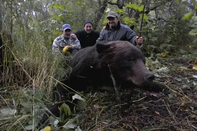 Охота на медведя осенью - Kamchatka Trophy Hunts