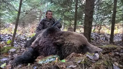 Самый лёгкий способ охоты на медведя | WEB созидатель | Дзен