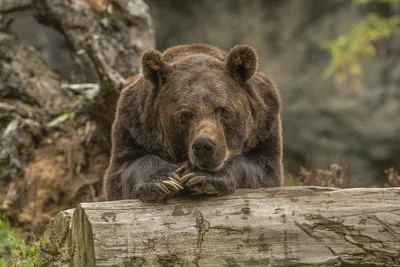 Охота на медведя - способы, виды, советы, выбор оружия и снаряжения