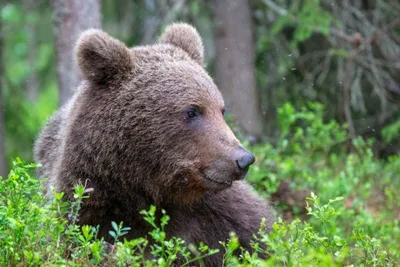 Охоту на медведей запрещать нельзя, и вот почему | В когтях у хищника | Дзен