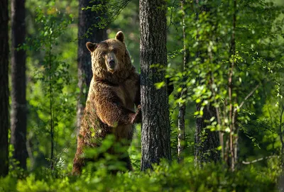 С ножом на медведя. Кречмар по четвергам, 28 октября - Русский охотничий  портал