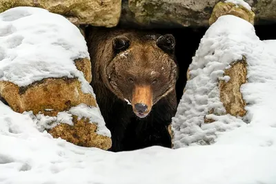 Весенний сезон охоты на медведя открывается в Вологодской области