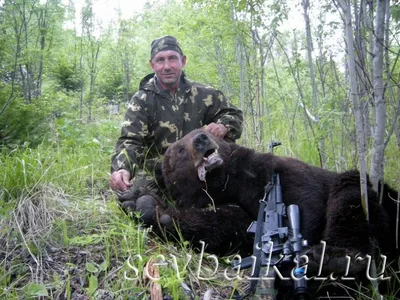 🐻 Охота на медведя: на овсах, на приваде, с лайками, с вышки - сезон охоты  - GetHunt