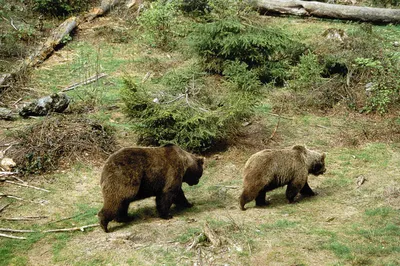 🐻 Охота на медведя: на овсах, на приваде, с лайками, с вышки - сезон охоты  - GetHunt