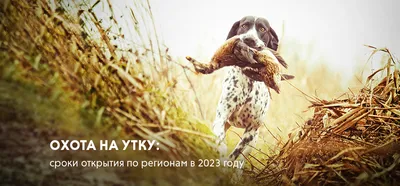 Открытие охоты на утку 2023: сроки по регионам