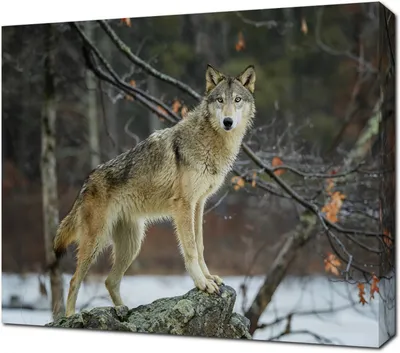 Two Wolves In Cold Snow Canvas Print Wild Animals Art Home Décor Wall | eBay